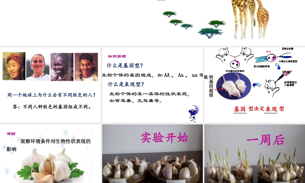 八年级生物上册 《遗传与环境》课件3 （新版）北师大版-（新版）北师大级上册生物课件