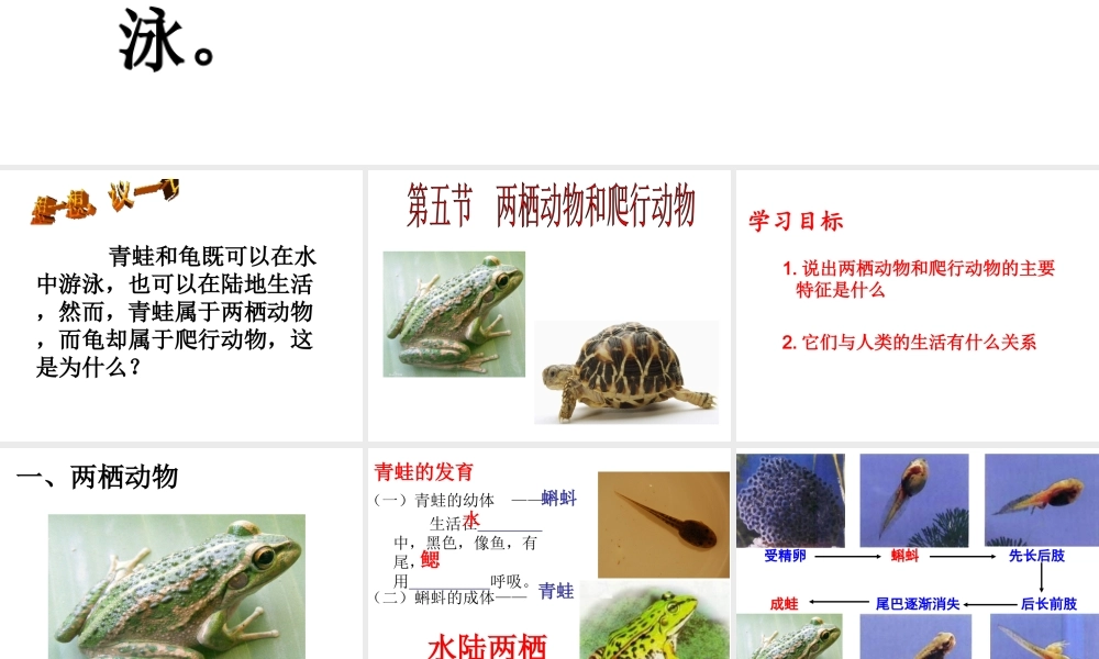八年级生物上册 5.1.5 两栖动物和爬行动物课件 （新版）新人教版