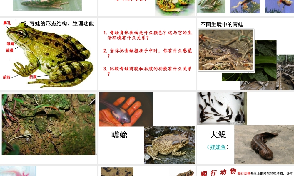 八年级生物上册 5.1.5 两栖动物和爬行动物课件 （新版）新人教版