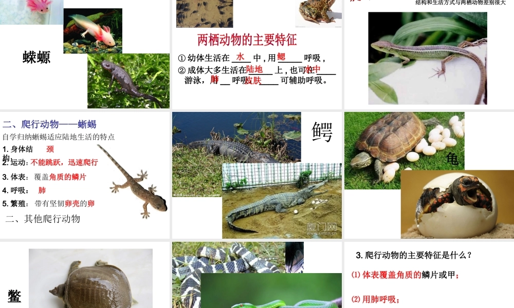 八年级生物上册 5.1.5 两栖动物和爬行动物课件 （新版）新人教版