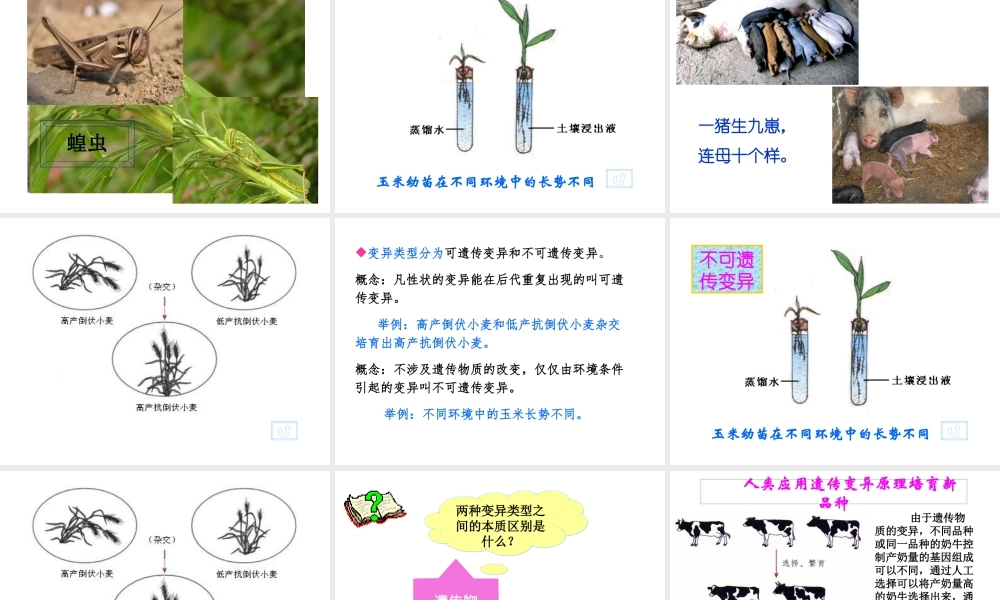 八年级生物上册 《遗传与环境》课件4 （新版）北师大版-（新版）北师大级上册生物课件