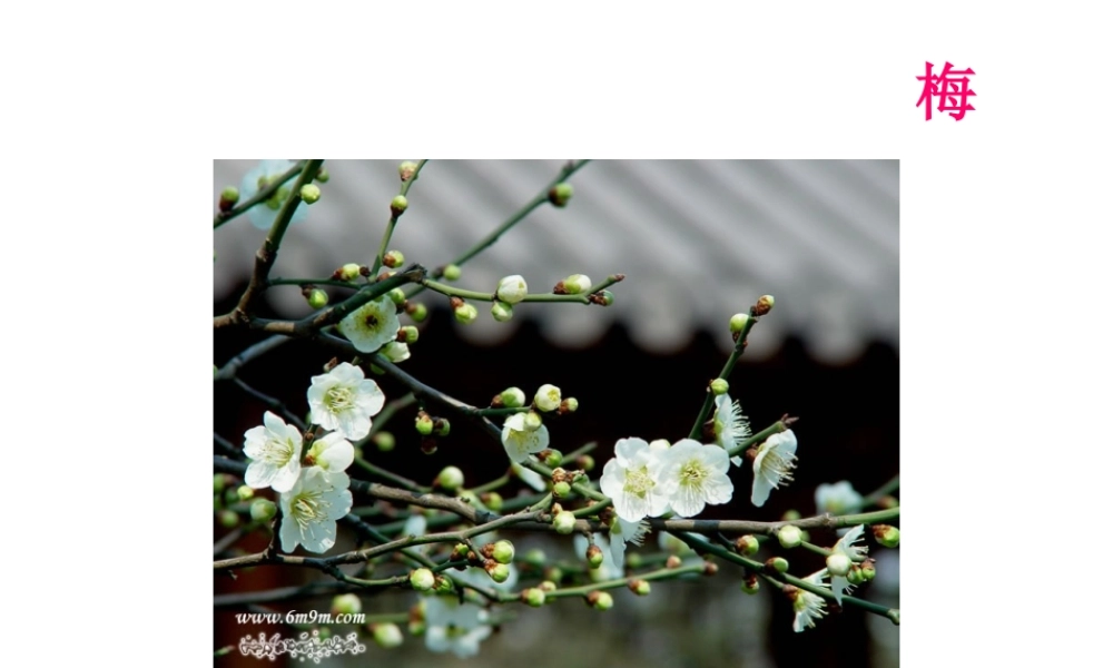 八年级生物上册 《知识要点大贯穿》课件 苏科版