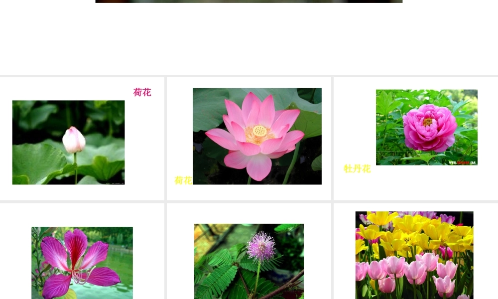 八年级生物上册 《知识要点大贯穿》课件 苏科版