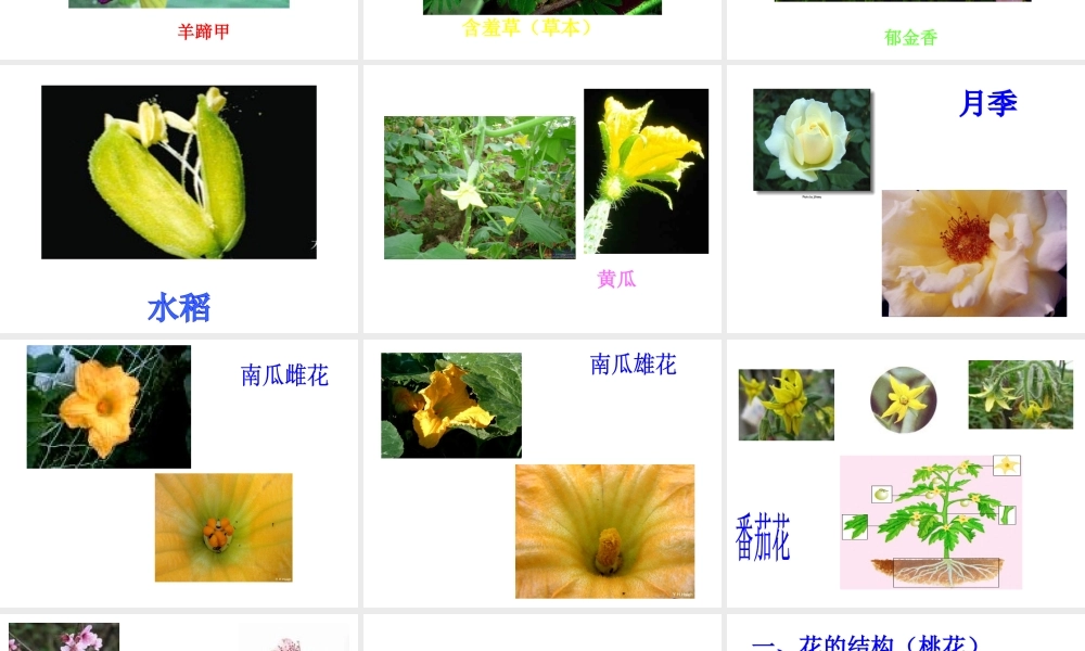 八年级生物上册 《知识要点大贯穿》课件 苏科版