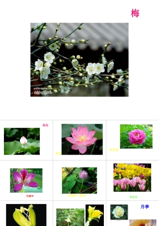 八年级生物上册 《知识要点大贯穿》课件 苏科版