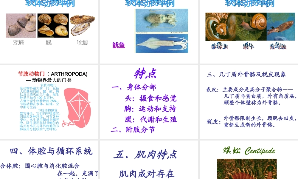 八年级生物上册 第14章第2节千姿百态的动物世界课件 （新版）苏教版-（新版）苏教级上册生物课件