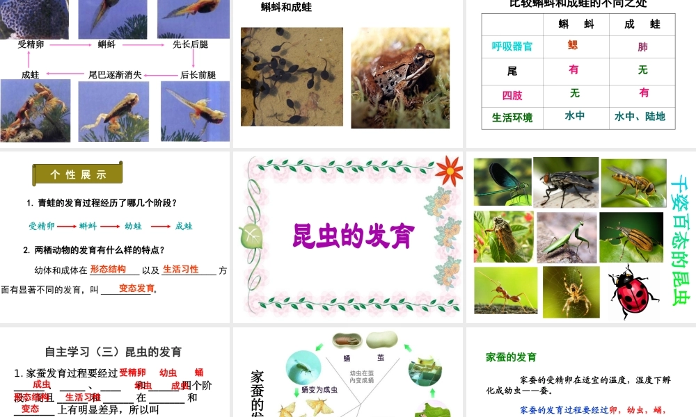 八年级生物上册 7.《动物的发育》课件 （新版）苏科版-（新版）苏科级上册生物课件