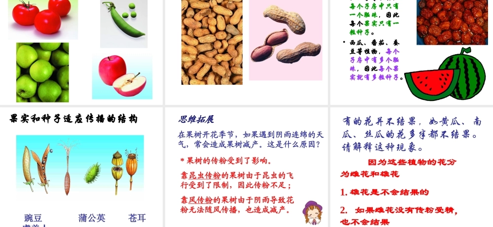 八年级生物上册 第14章第2节植物的有性生殖课件 苏教版