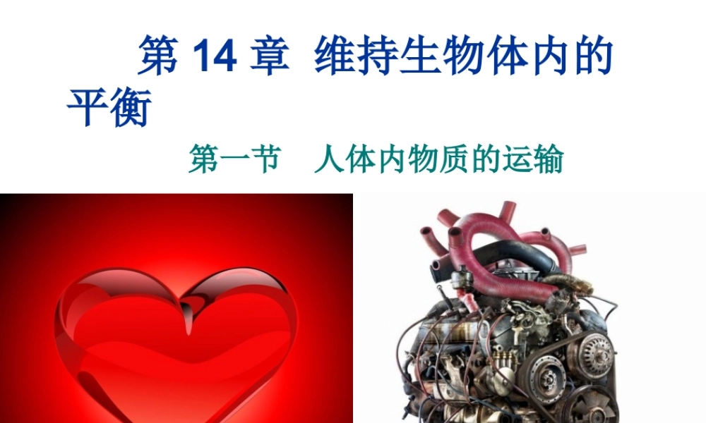 八年级生物上册 第14章第一节第二课时心脏血液循环课件 苏科版