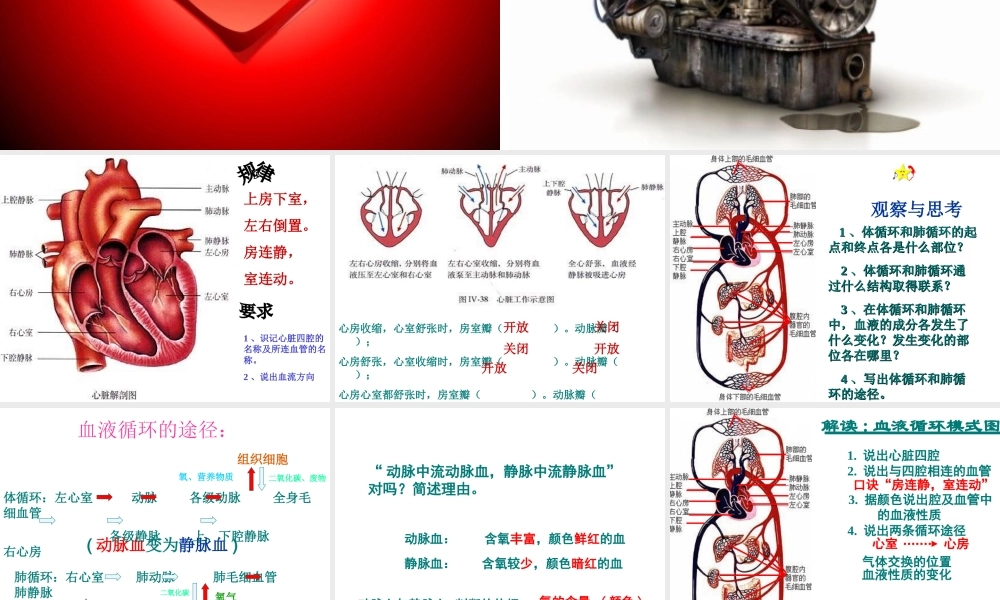 八年级生物上册 第14章第一节第二课时心脏血液循环课件 苏科版