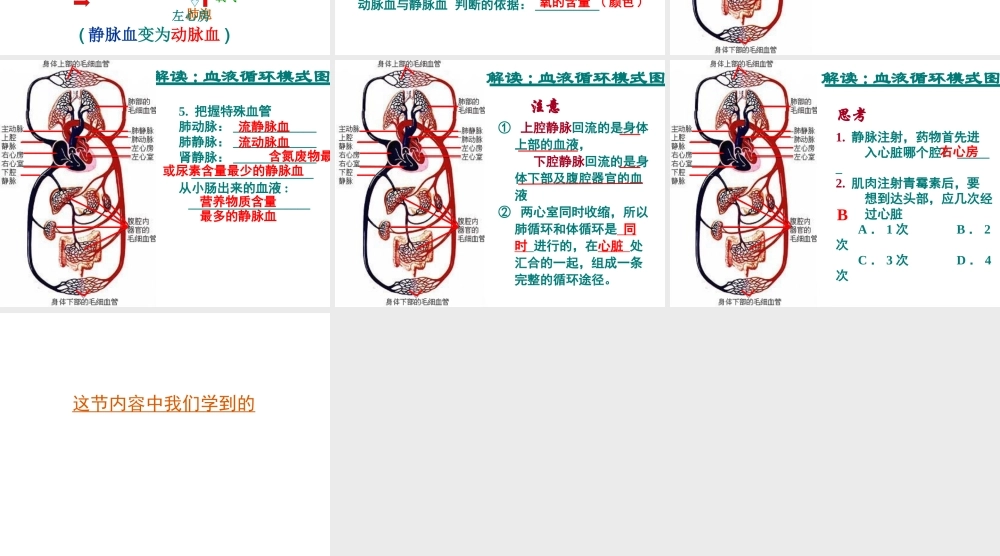 八年级生物上册 第14章第一节第二课时心脏血液循环课件 苏科版