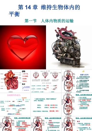 八年级生物上册 第14章第一节第二课时心脏血液循环课件 苏科版