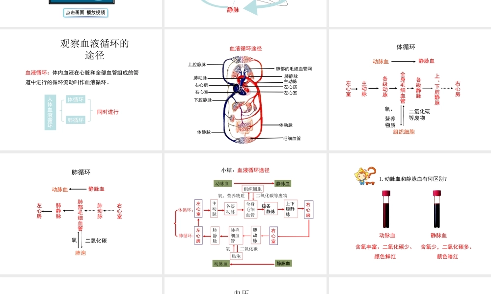 八年级生物上册 6.15.1《人体内物质的运输》第4课时课件 （新版）苏科版-（新版）苏科级上册生物课件