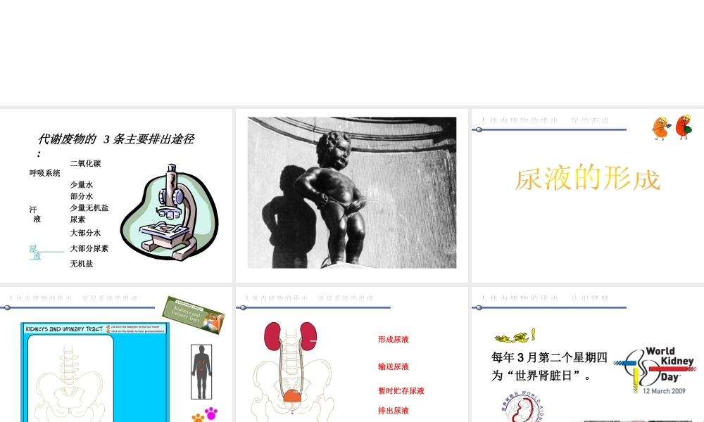 八年级生物上册 6.15.2《人体内废物的排出》课件 （新版）苏科版-（新版）苏科版初中八年级上册生物课件