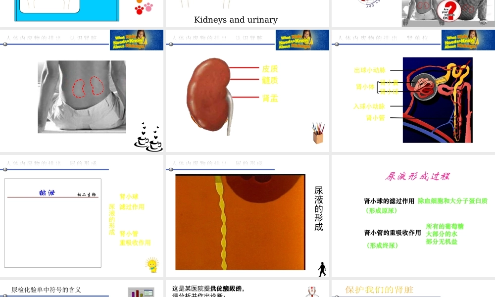 八年级生物上册 6.15.2《人体内废物的排出》课件 （新版）苏科版-（新版）苏科版初中八年级上册生物课件