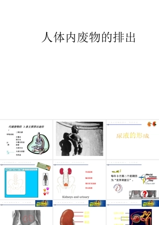 八年级生物上册 6.15.2《人体内废物的排出》课件 （新版）苏科版-（新版）苏科版初中八年级上册生物课件