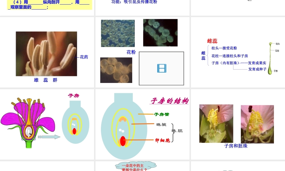 八年级生物上册 7.1.1 花的结构和类型课件 济南版-济南版初中八年级上册生物课件