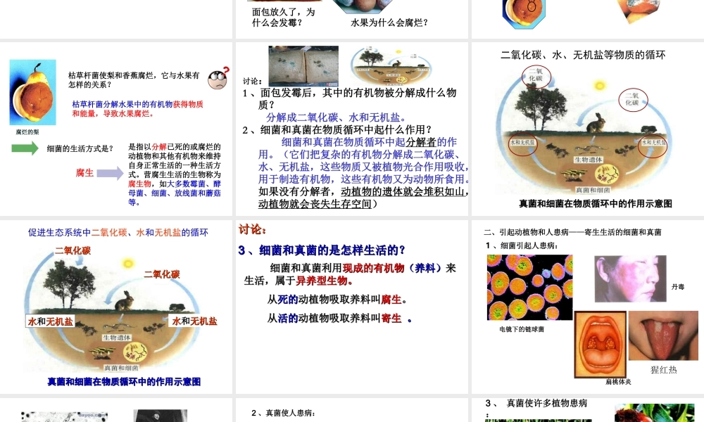 八年级生物上册 5.4.4《细菌和真菌在自然界中的作用》课件2 （新版）新人教版-（新版）新人教版初中八年级上册生物课件