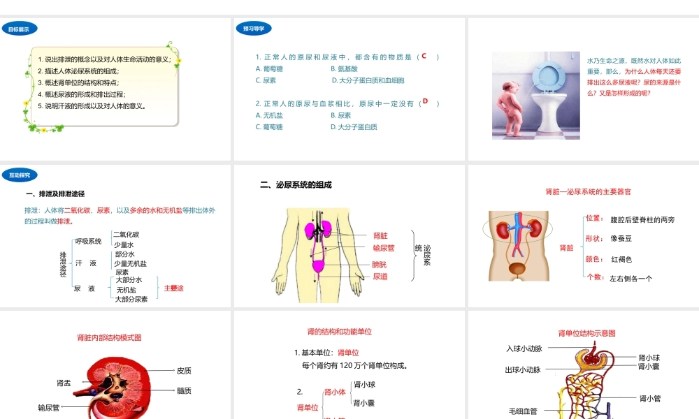 八年级生物上册 6.15.2人体内废物的排出课件 （新版）苏科版-（新版）苏科版初中八年级上册生物课件