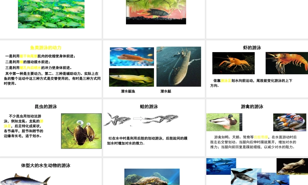 八年级生物上册 第15章 第1节 动物的运动方式课件 北师大版-北师大级上册生物课件