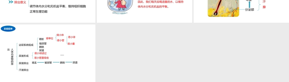 八年级生物上册 6.15.2人体内废物的排出课件 （新版）苏科版-（新版）苏科级上册生物课件