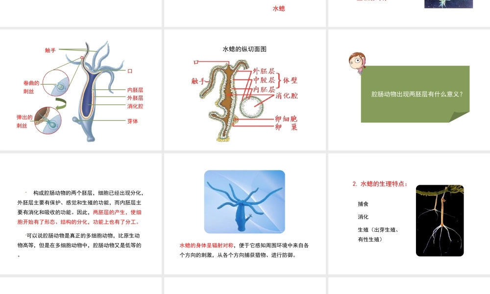 八年级生物上册 7.1.1 腔肠动物和扁形动物（第1课时）课件 鲁科版五四制-鲁科版初中八年级上册生物课件