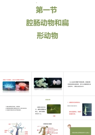 八年级生物上册 7.1.1 腔肠动物和扁形动物（第1课时）课件 鲁科版五四制-鲁科版初中八年级上册生物课件