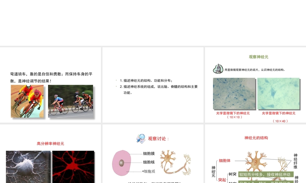 八年级生物上册 6.16.1《人体的神经调节》第1课时课件1 （新版）苏科版-（新版）苏科版初中八年级上册生物课件