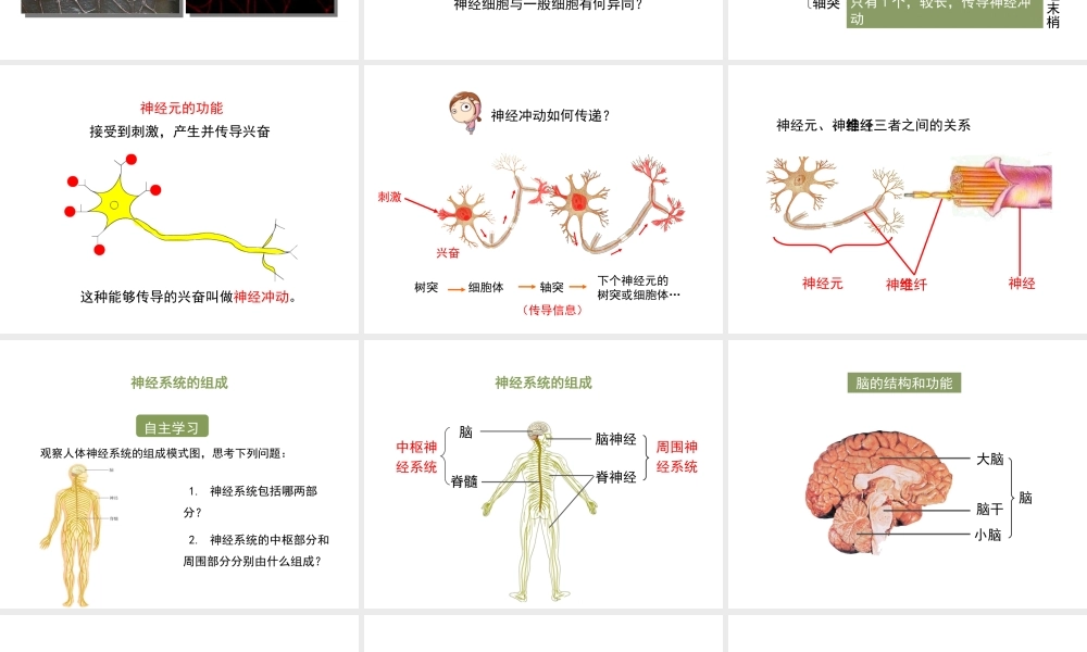 八年级生物上册 6.16.1《人体的神经调节》第1课时课件1 （新版）苏科版-（新版）苏科版初中八年级上册生物课件