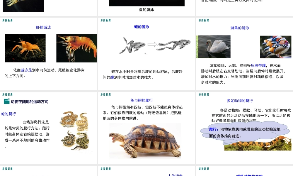 八年级生物上册 第15章 第1节 动物运动的方式课件 （新版）北师大版-（新版）北师大级上册生物课件