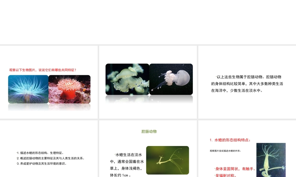 八年级生物上册 7.1.1 腔肠动物和扁形动物（第1课时）课件 鲁科版五四制-鲁科级上册生物课件