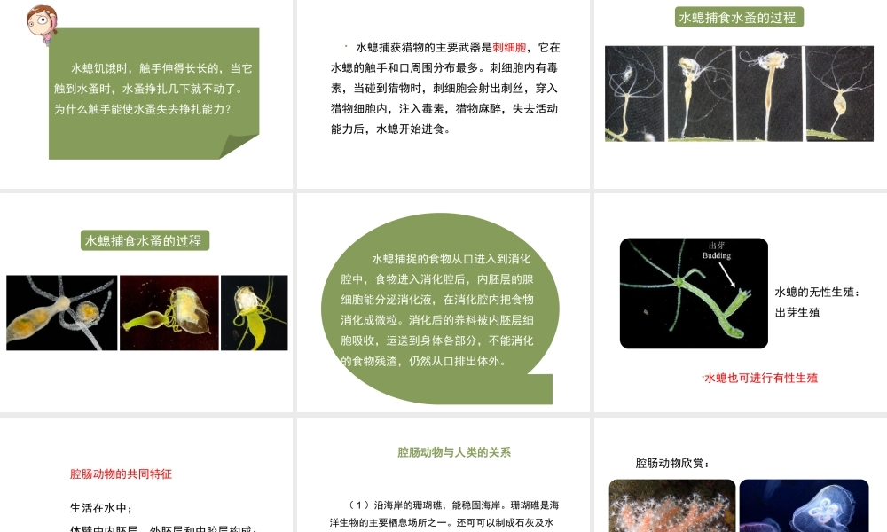 八年级生物上册 7.1.1 腔肠动物和扁形动物（第1课时）课件 鲁科版五四制-鲁科级上册生物课件