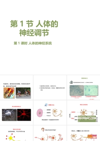 八年级生物上册 6.16.1《人体的神经调节》第1课时课件1 （新版）苏科版-（新版）苏科级上册生物课件