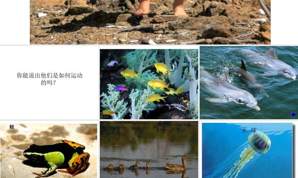 八年级生物上册 第15章 第1节 动物运动的方式课件 北师大版-北师大版初中八年级上册生物课件