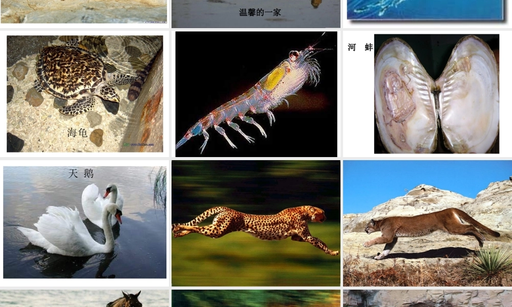 八年级生物上册 第15章 第1节 动物运动的方式课件 北师大版-北师大版初中八年级上册生物课件