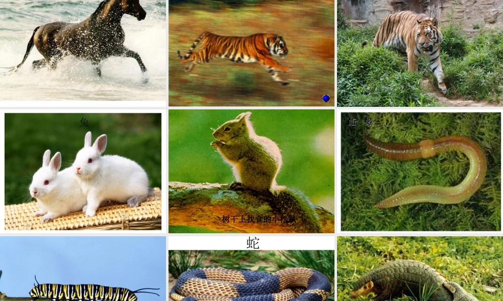 八年级生物上册 第15章 第1节 动物运动的方式课件 北师大版-北师大版初中八年级上册生物课件