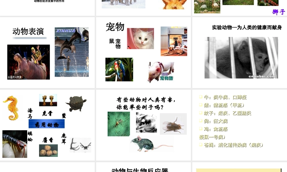 八年级生物上册 5.3.2动物与人类生活的关系课件 人教新课标版