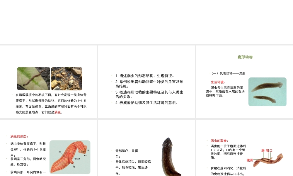 八年级生物上册 7.1.1 腔肠动物和扁形动物（第2课时）课件 鲁科版五四制-鲁科级上册生物课件