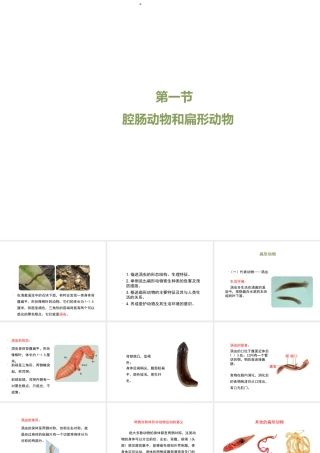 八年级生物上册 7.1.1 腔肠动物和扁形动物（第2课时）课件 鲁科版五四制-鲁科级上册生物课件