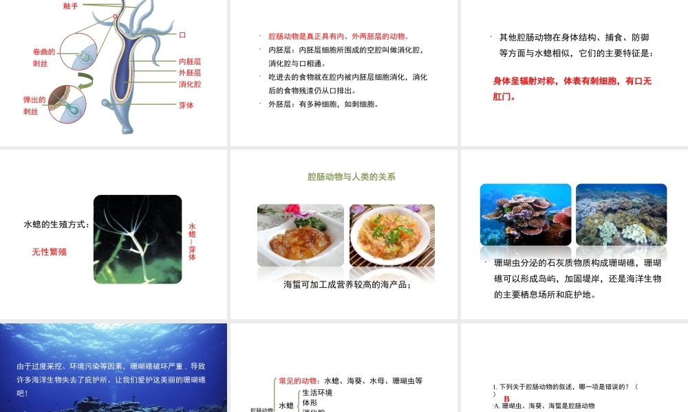 八年级生物上册 7.1.1《腔肠动物和扁形动物》（第1课时）课件 鲁科版五四制-鲁科版初中八年级上册生物课件