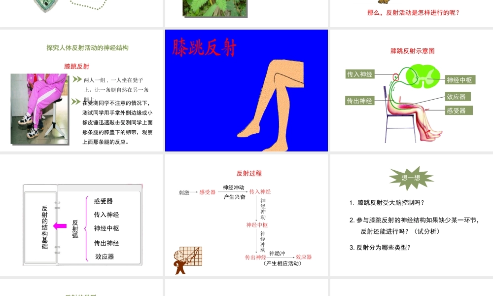 八年级生物上册 6.16.1《人体的神经调节》第2课时课件1 （新版）苏科版-（新版）苏科版初中八年级上册生物课件