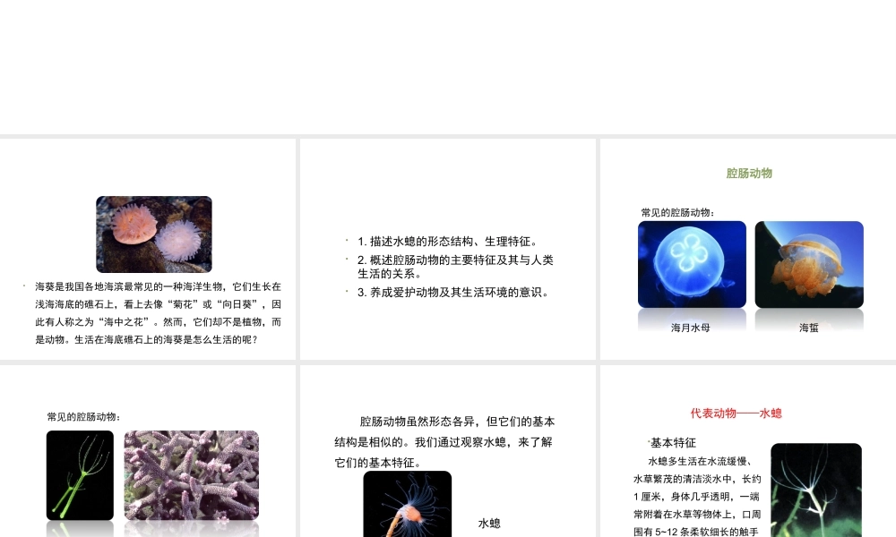 八年级生物上册 7.1.1《腔肠动物和扁形动物》（第1课时）课件 鲁科版五四制-鲁科级上册生物课件