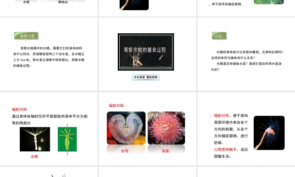 八年级生物上册 7.1.1《腔肠动物和扁形动物》（第1课时）课件 鲁科版五四制-鲁科级上册生物课件