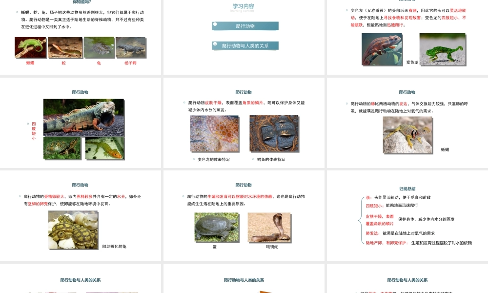 八年级生物上册 5.1.5《两栖动物和爬行动物》（第2课时）课件 （新版）新人教版-（新版）新人教版初中八年级上册生物课件