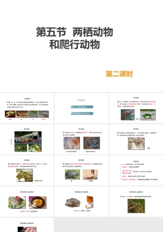八年级生物上册 5.1.5《两栖动物和爬行动物》（第2课时）课件 （新版）新人教版-（新版）新人教版初中八年级上册生物课件