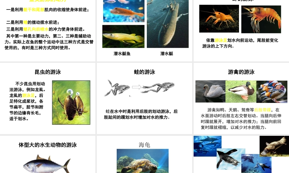 八年级生物上册 第15章 第1节 动物运动的方式课件1（新版）北师大版