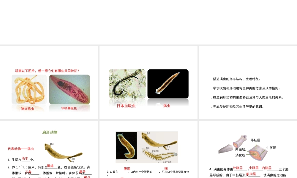 八年级生物上册 7.1.1《腔肠动物和扁形动物》（第2课时）课件 鲁科版五四制-鲁科版初中八年级上册生物课件