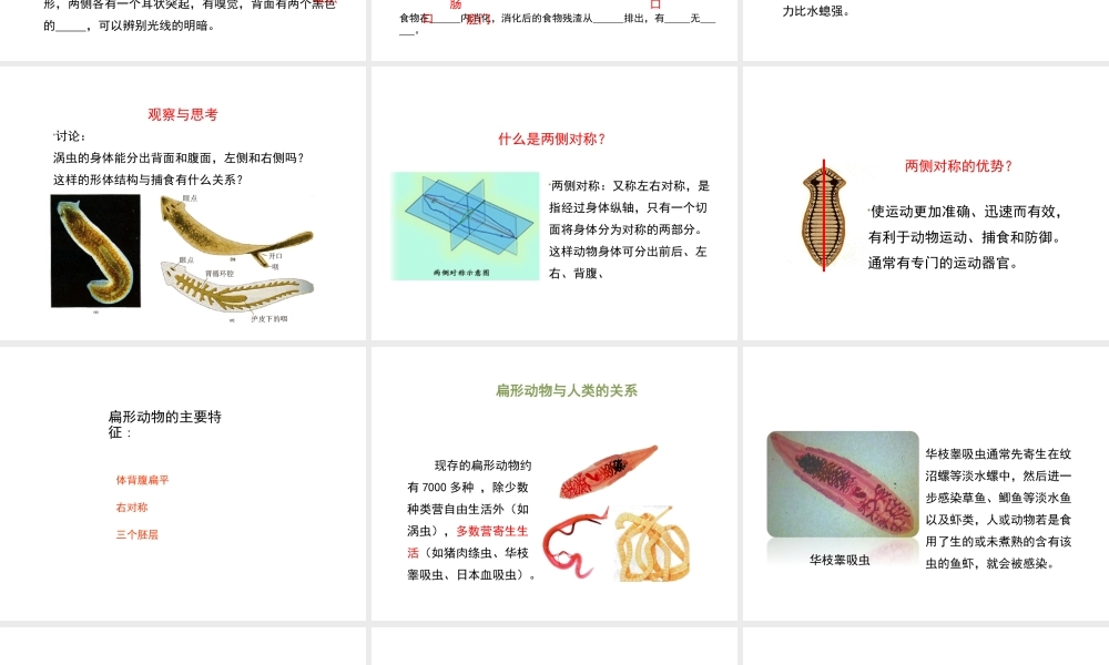八年级生物上册 7.1.1《腔肠动物和扁形动物》（第2课时）课件 鲁科版五四制-鲁科版初中八年级上册生物课件