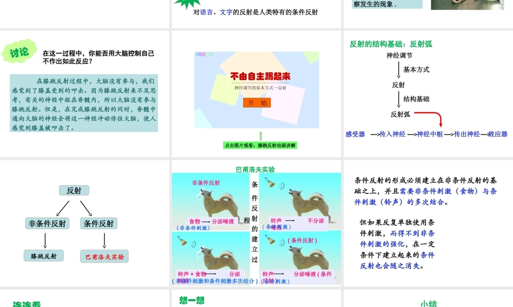 八年级生物上册 6.16.1《人体的神经调节》第2课时课件2 （新版）苏科版-（新版）苏科版初中八年级上册生物课件