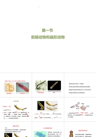 八年级生物上册 7.1.1《腔肠动物和扁形动物》（第2课时）课件 鲁科版五四制-鲁科级上册生物课件